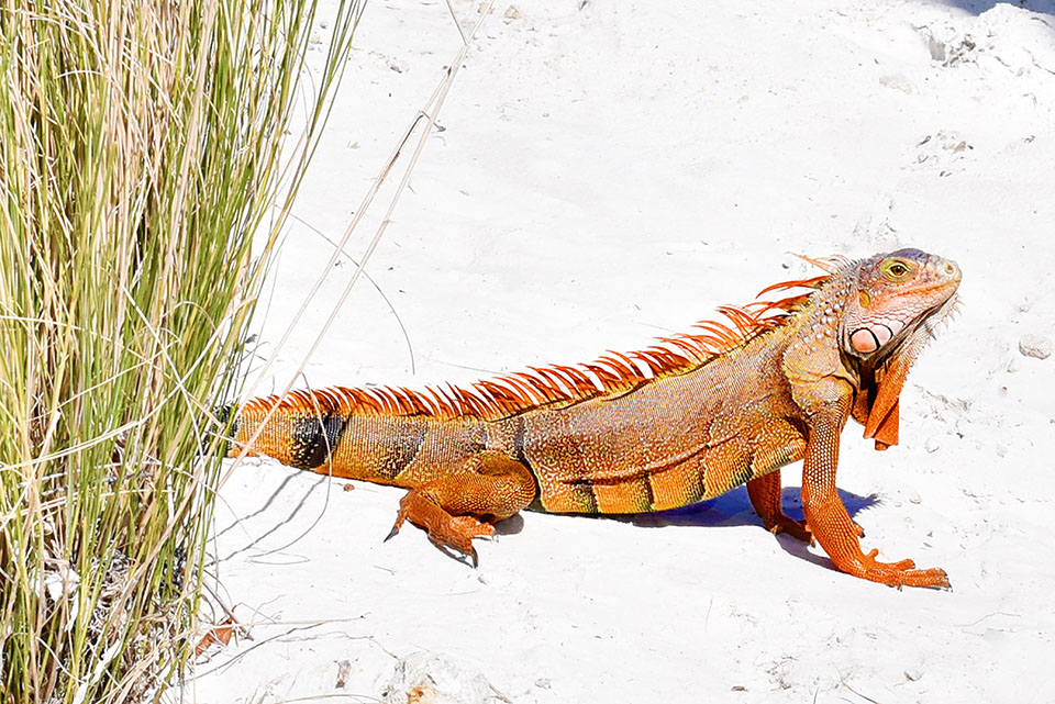 Amara Cay Resort - The Keys - Iguana