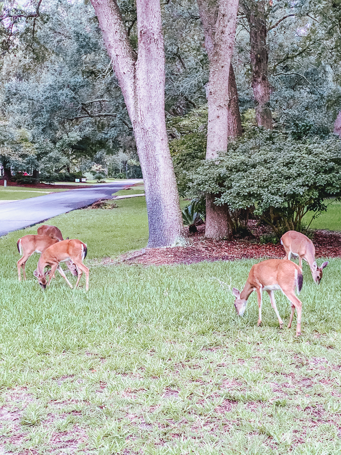 30A Mama Jekyll Island deer