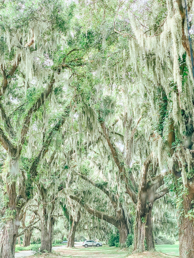 Spanish Moss • Jekyll Island, Georgia • Vacation, Conservation, and  Education Destination