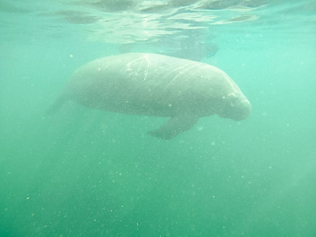 30A Mama Travel - Swim with the Manatees in Crystal RIver