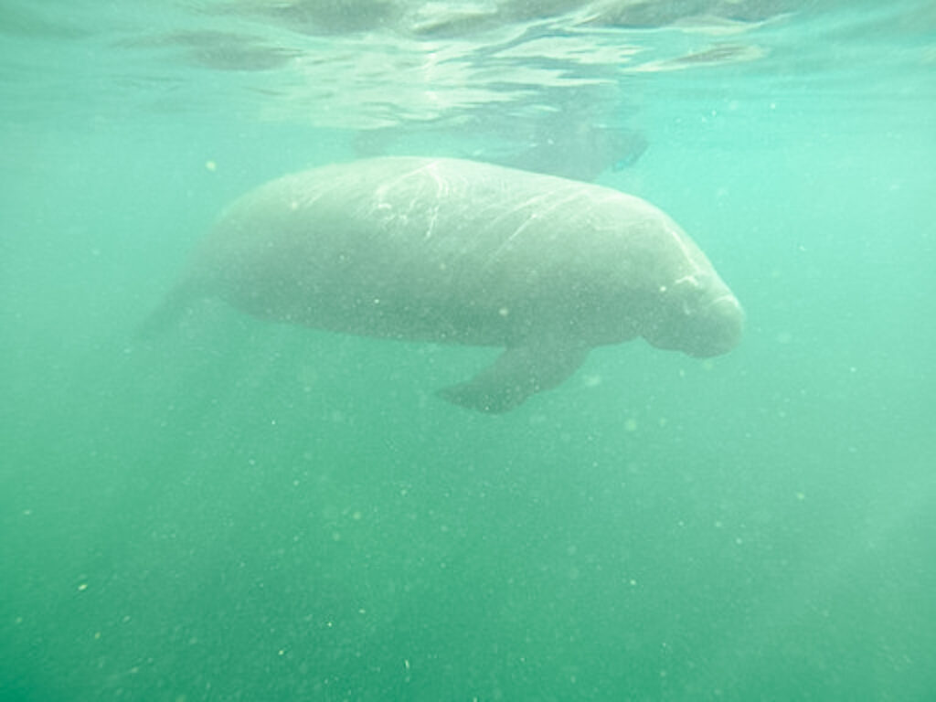 9 Great Things to Do in Crystal River (including manatees