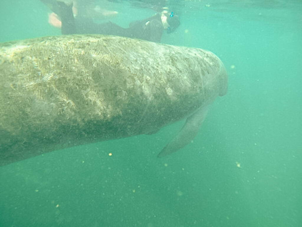 30A Mama Travel - Swim with the Manatees in Crystal RIver